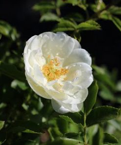 Rose, Flower Carpet White