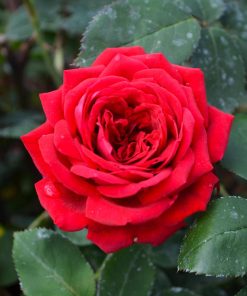 Rose, Shrub, Kashmir (Easy Elegance)