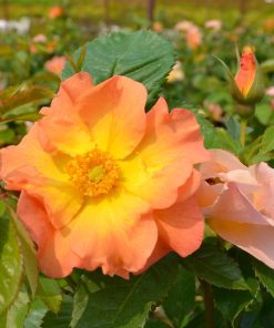 Rose, Shrub, Morden Sunrise