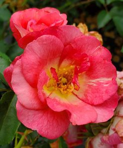 Rose, Sunrise Sunset