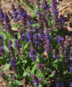 Salvia, Apex Blue