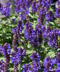 Salvia, Blue Marvel