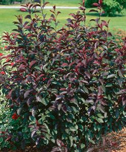 Sandcherry, DarkStar Purple Leaf