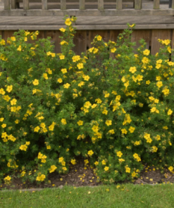 Potentilla, Goldfinger