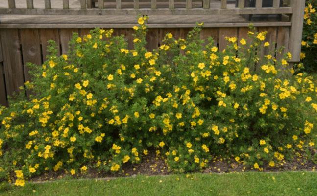 Potentilla, Goldfinger