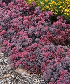 Sedum, Dazzleberry