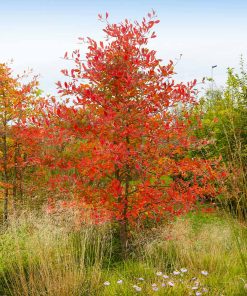 Serviceberry Tree, Autumn Brilliance Clump