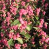 Snowberry, Pink Symphony