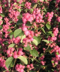 Snowberry, Pink Symphony