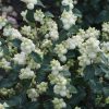 Snowberry, White Symphony
