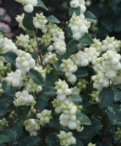 Snowberry, White Symphony