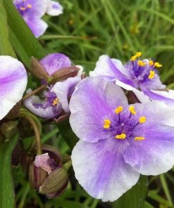 Spiderwort, Bilberry Ice