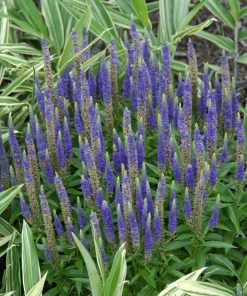 Spike Speedwell, Glory