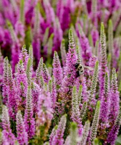 Spike Speedwell, Pink Potion