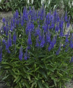 Spike Speedwell, Royal Rembrandt