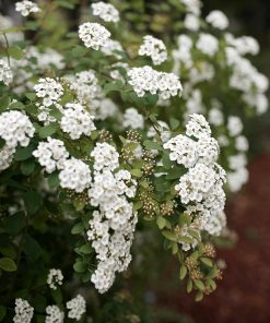 Spirea, Bridalwreath
