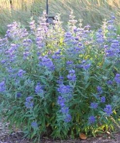 Spirea, Dark Knight
