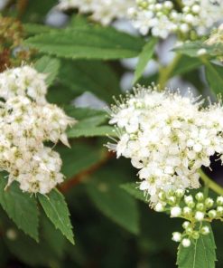 Spirea, Yeti