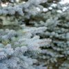Spruce, Blue Select Colorado