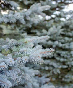 Spruce, Blue Select Colorado