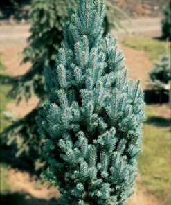 Spruce, Blue Totem Fastigiate Colorado