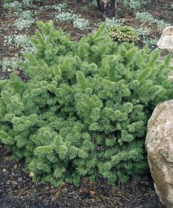 Spruce, Lanham's Beehive Norway Globe