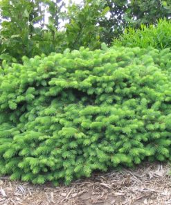 Spruce, Mesa Verde