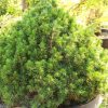 Spruce, Tompa Dwarf Norway