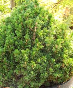 Spruce, Tompa Dwarf Norway
