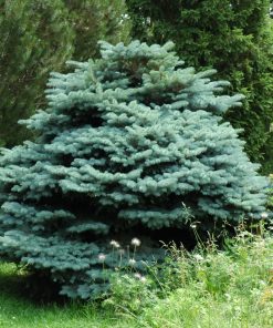 Spruce, Zafiro Globe Blue