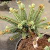 Spruce, de Ruyter's Serbian