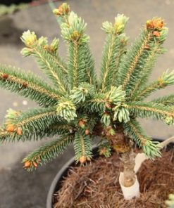 Spruce, de Ruyter's Serbian
