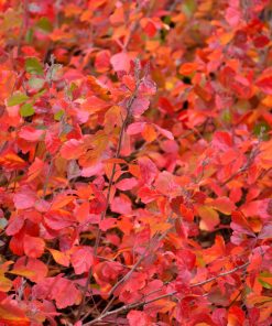 Sumac, Gro-Low Fragrant