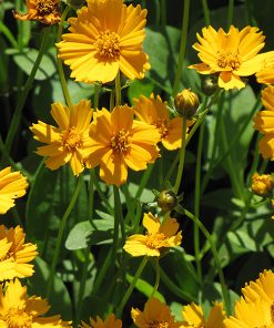 Tickseed Dwarf, Nana