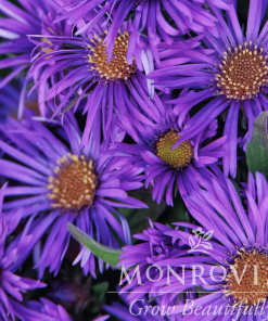 Aster, Grape Crush