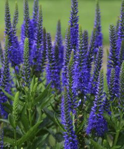 Veronica, Blue Skywalker