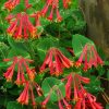 Vine, Honeysuckle, Major Wheeler