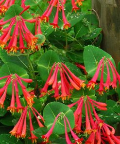 Vine, Honeysuckle, Major Wheeler