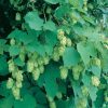 Vine, Hops, Cascade (Beer Hops)