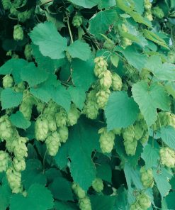 Vine, Hops, Cascade (Beer Hops)