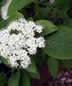 Wayfaring Bush, Mohican