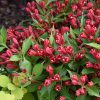 Weigela, Crimson Kisses