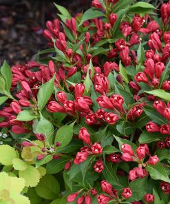 Weigela, Crimson Kisses