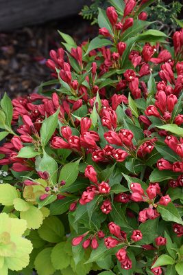 Weigela, Crimson Kisses