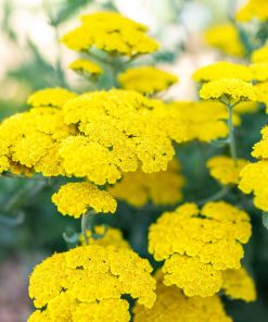 Yarrow, Little Moonshine