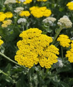 Yarrow, Moonshine (Yellow)