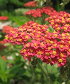 Yarrow, Paprika (Red)