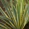 Yucca, Bright Edge