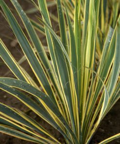 Yucca, Bright Edge