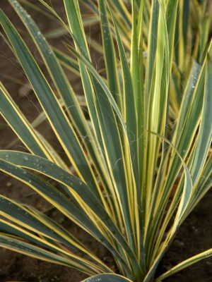 Yucca, Bright Edge